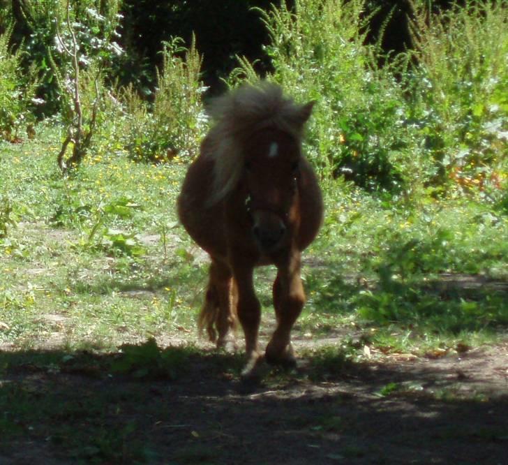 Shetlænder Nynne R.I.P. 19 Juli 2008 billede 4