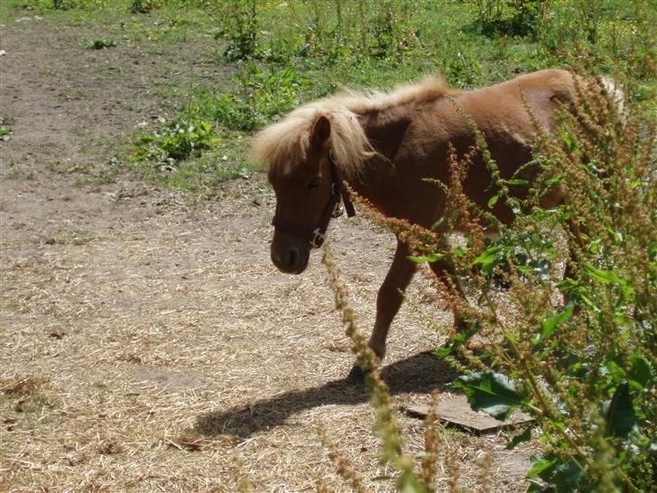 Shetlænder Nynne R.I.P. 19 Juli 2008 billede 5