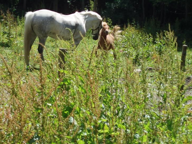 Shetlænder Nynne R.I.P. 19 Juli 2008 - Mischa kom lige og forstyrede billede 6