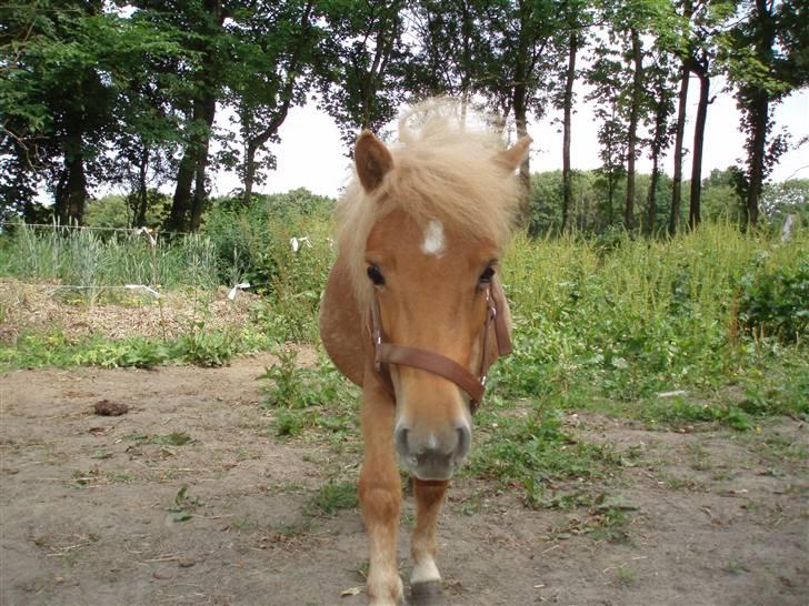 Shetlænder Nynne R.I.P. 19 Juli 2008 billede 7