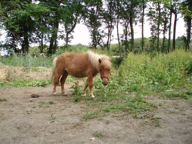 Shetlænder Nynne R.I.P. 19 Juli 2008 billede 8
