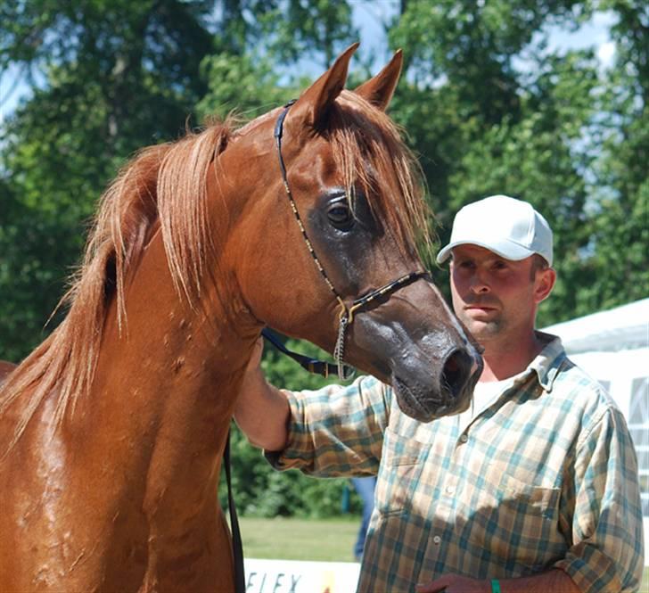 Arabisk fuldblod (OX) Al Waseef Estopa of tas - Foto: Mai-Britt / Kida Arabians billede 8