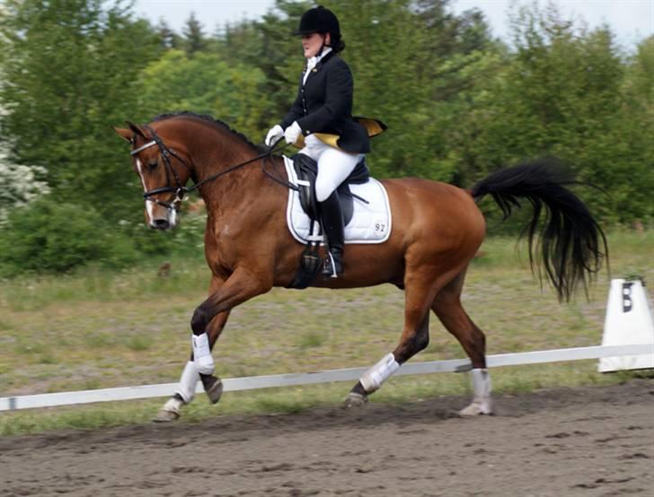 Svensk Varmblod Rolex ( SOLGT) - Taget af Louise Bjørklund billede 10