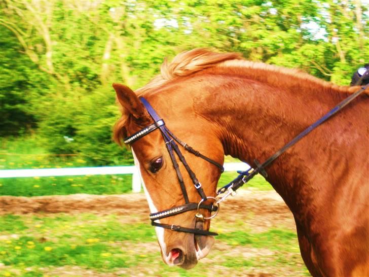 Dansk Varmblod Comtessen *solgt* billede 2