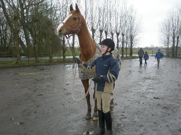 Dansk Varmblod Comtessen *solgt* billede 3