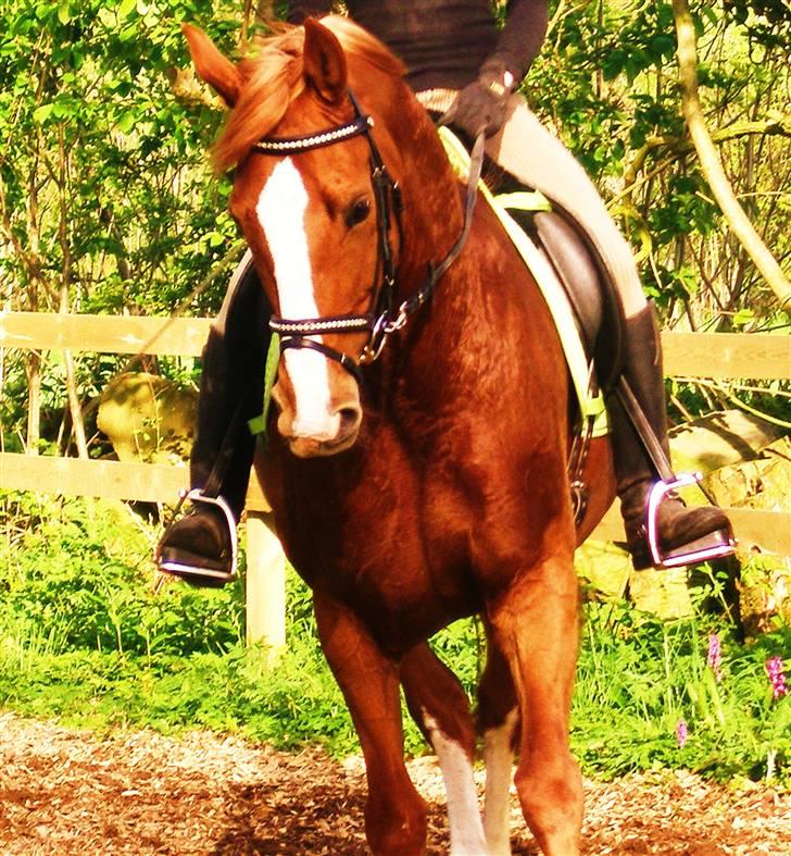 Dansk Varmblod Comtessen *solgt* billede 1