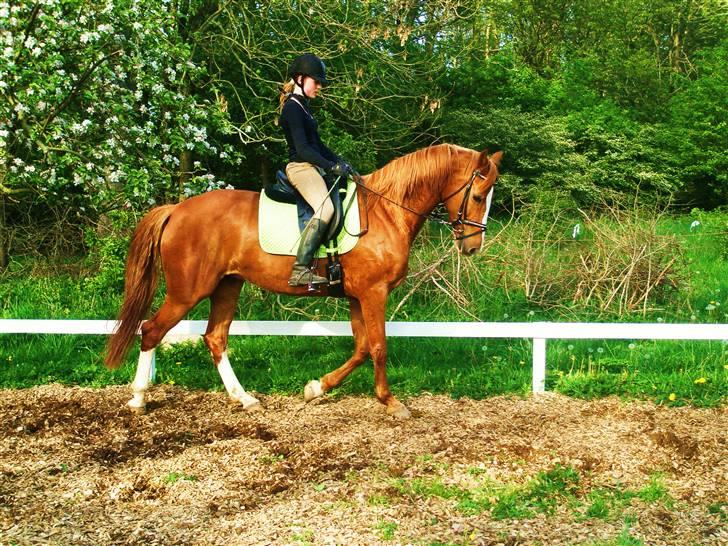 Dansk Varmblod Comtessen *solgt* billede 4