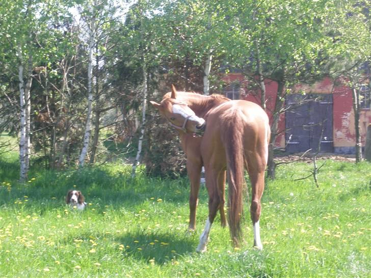 Dansk Varmblod Comtessen *solgt* billede 5