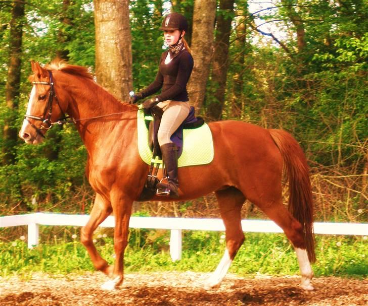 Dansk Varmblod Comtessen *solgt* billede 6