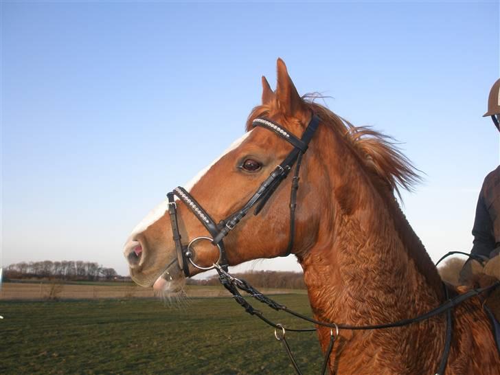 Dansk Varmblod Comtessen *solgt* billede 7