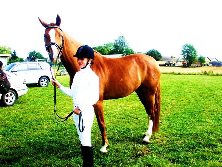 Dansk Varmblod Comtessen *solgt* billede 8