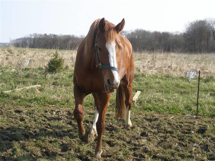 Dansk Varmblod Comtessen *solgt* billede 9