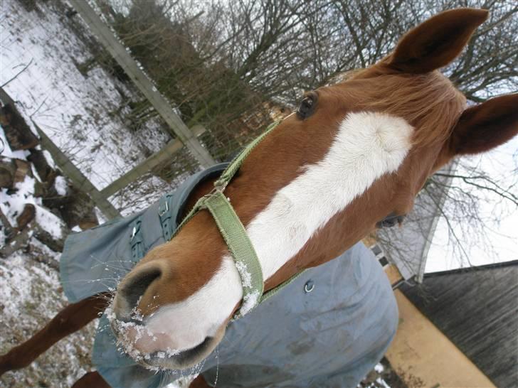 Dansk Varmblod Comtessen *solgt* billede 10