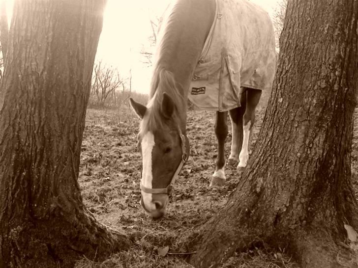 Dansk Varmblod Comtessen *solgt* billede 11