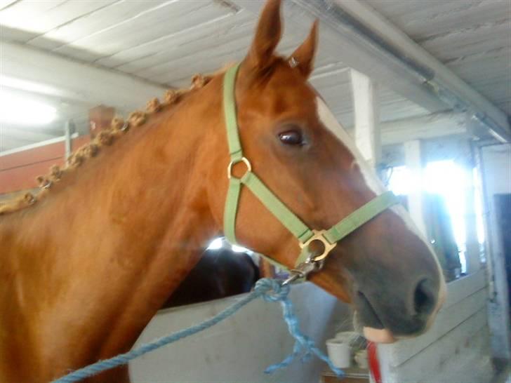 Dansk Varmblod Comtessen *solgt* billede 12