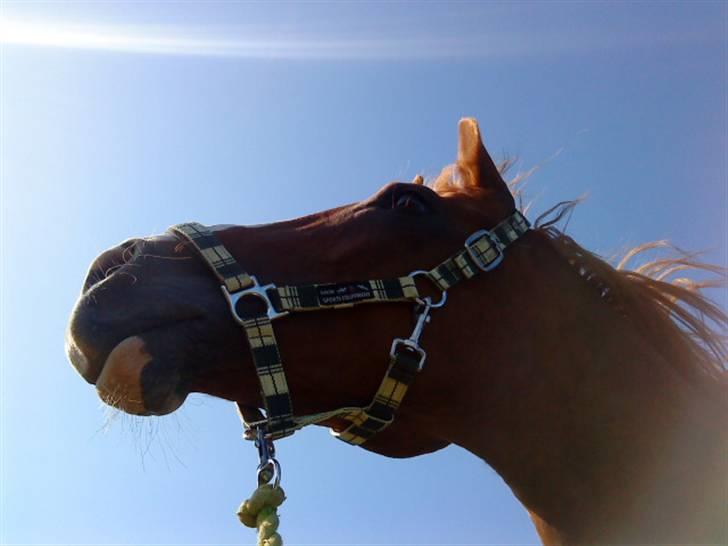 Dansk Varmblod Comtessen *solgt* billede 13