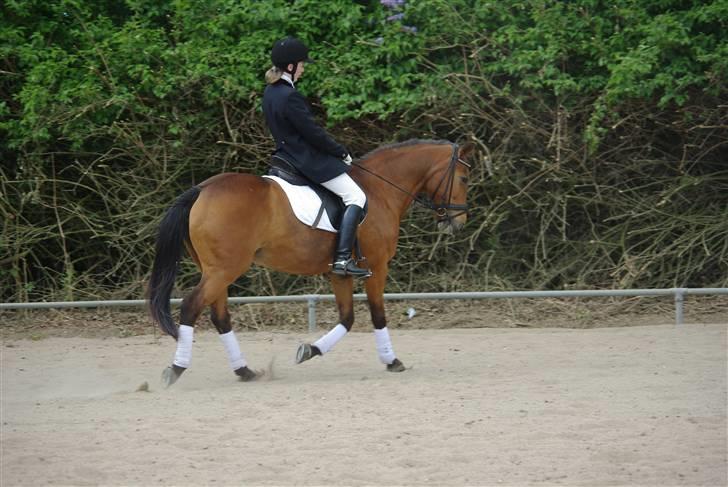 Anden særlig race Pixi *Død* - Stævne Nvr 18/5 08 Foto: Annika M billede 9