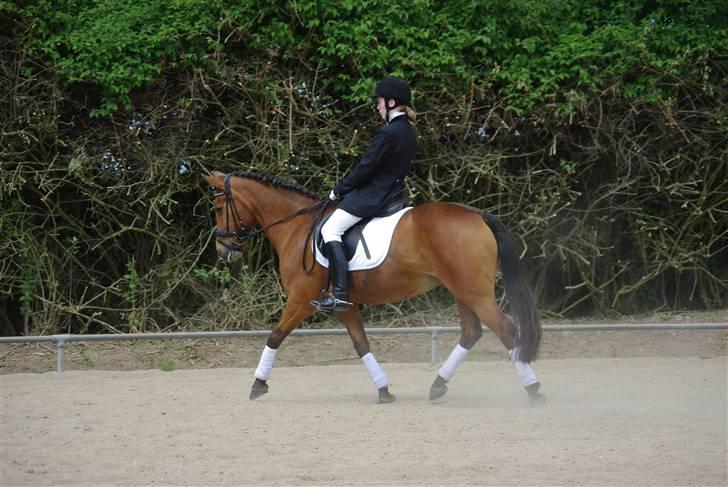 Anden særlig race Pixi *Død* - Stævne Nvr 18/5 08 Foto: Annika M billede 10