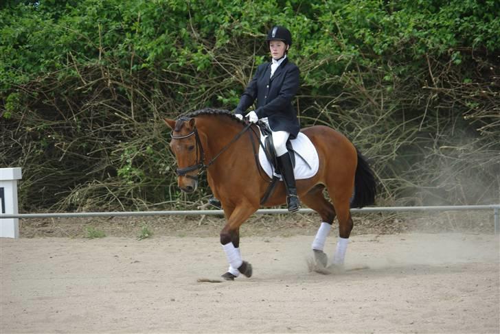 Anden særlig race Pixi *Død* - Stævne Nvr 18/5 08 Foto: Annika M billede 11