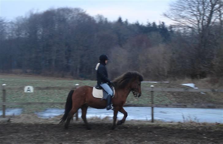 Islænder Jarpur fra Damgård SOLGT - 17. Marts 2010 *NYT* billede 1