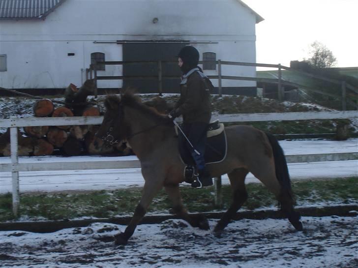 Islænder Jarpur fra Damgård SOLGT - 8. April 2009 Trav  billede 2