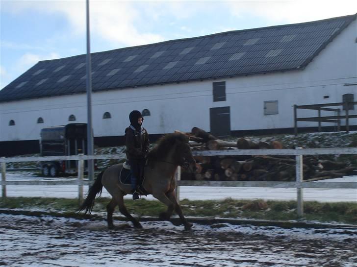 Islænder Jarpur fra Damgård SOLGT - 8. April 2009  Gallop  billede 3