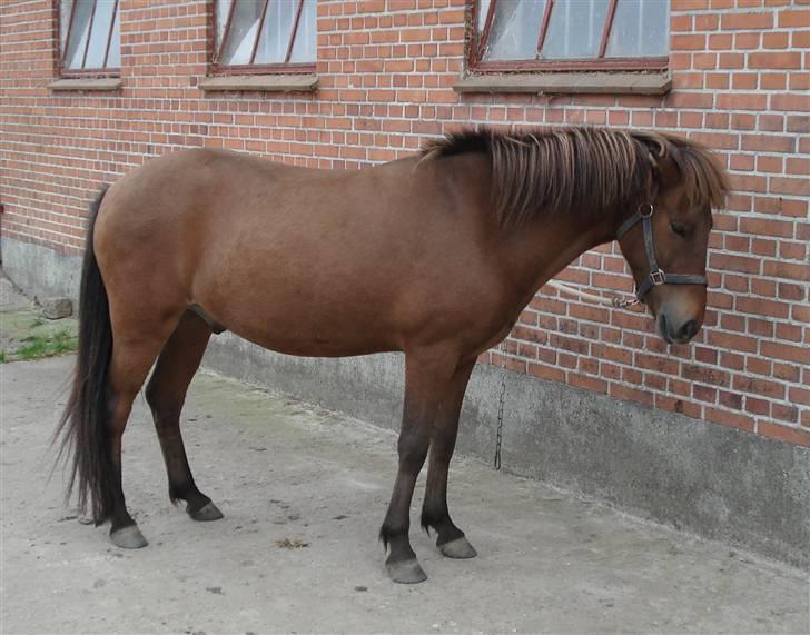 Islænder Jarpur fra Damgård SOLGT - mig og min ismule  billede 4