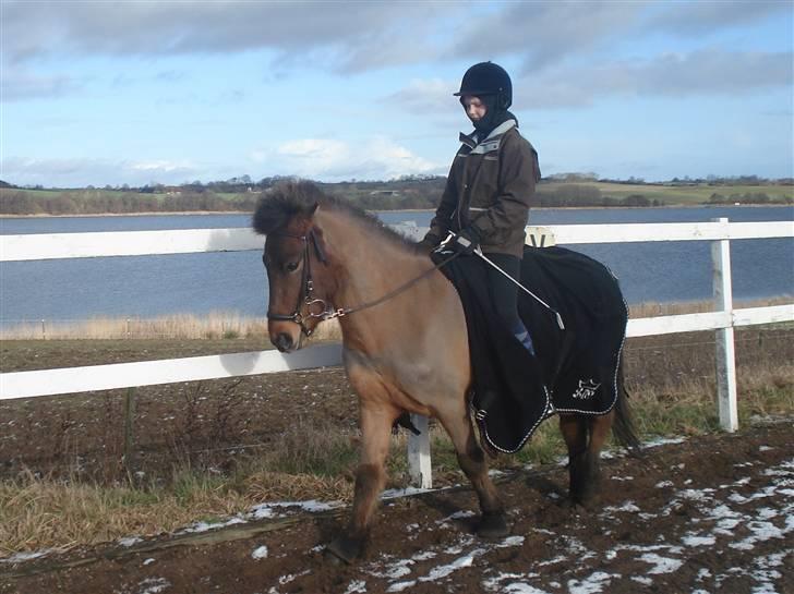 Islænder Jarpur fra Damgård SOLGT - 8. April 2009 Skridt  billede 5