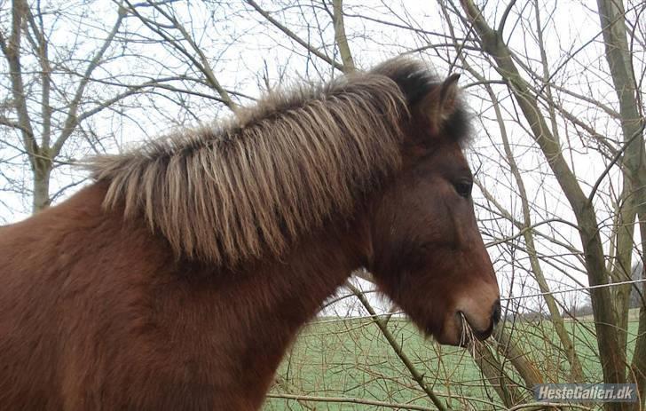 Islænder Jarpur fra Damgård SOLGT - i vinters  billede 6