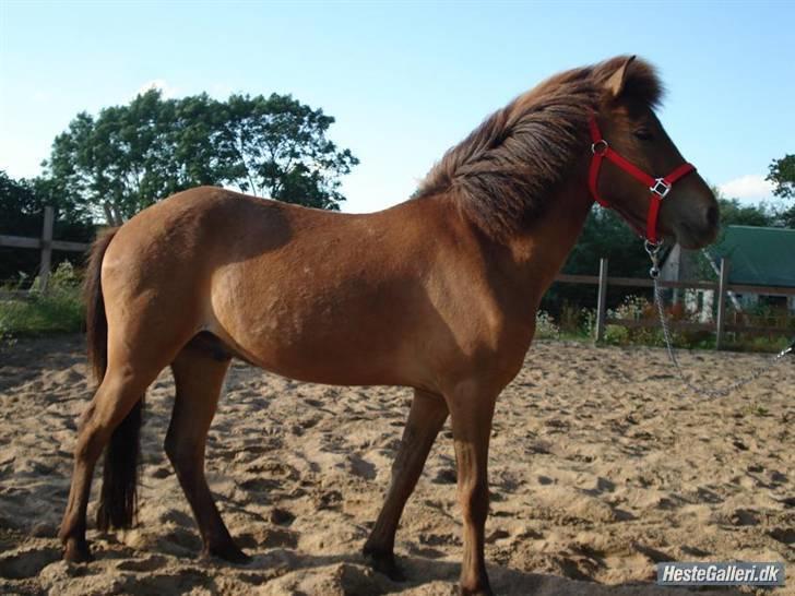 Islænder Jarpur fra Damgård SOLGT - Fin er han billede 7