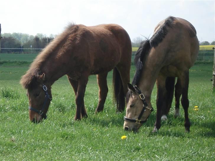 Islænder Jarpur fra Damgård SOLGT - Jarpur og Regina billede 8