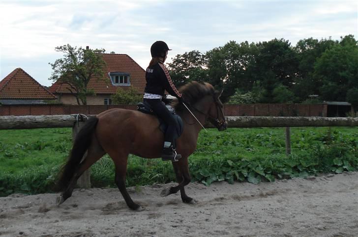 Islænder Jarpur fra Damgård SOLGT billede 9