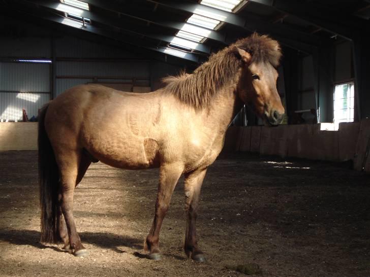 Islænder Jarpur fra Damgård SOLGT - Smukke Jarpur billede 10