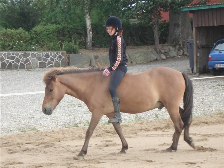 Islænder Jarpur fra Damgård SOLGT - rider uden udstyr. 20. Juli 08  billede 11