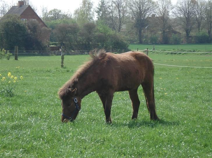 Islænder Jarpur fra Damgård SOLGT - Mmmmm græs billede 12