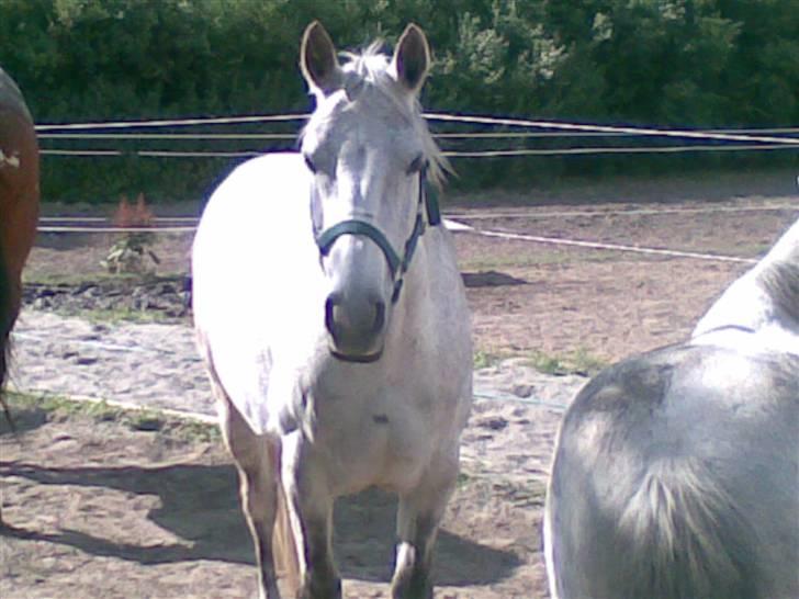 Anden særlig race Napoleon rideskole!SOLGT  - Hygge på folden med de andre (: billede 7