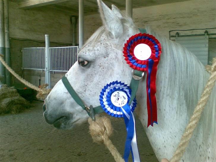 Anden særlig race Napoleon rideskole!SOLGT  - Efter stævnet (: Den øverste er en trøsteroset ;b Jeg red forkert ;s billede 8