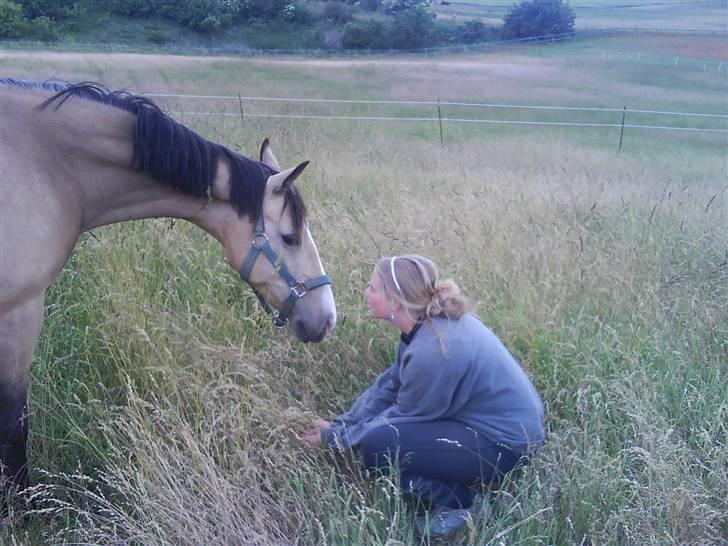 Welsh Cob (sec D) Kimberly <3 - real love.<33 billede 16