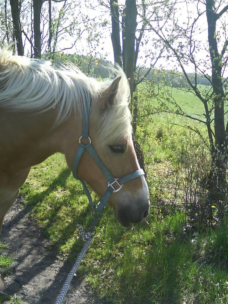 Haflinger |Elvis| solgt:'(. -   10) Der er da et godt billede!!!;) billede 10