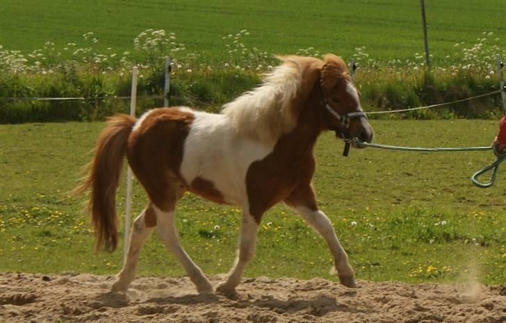 Anden særlig race Zibo billede 2