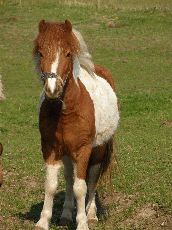 Anden særlig race Zibo - 28. april 2011 | Lille prins charming! :D  billede 5