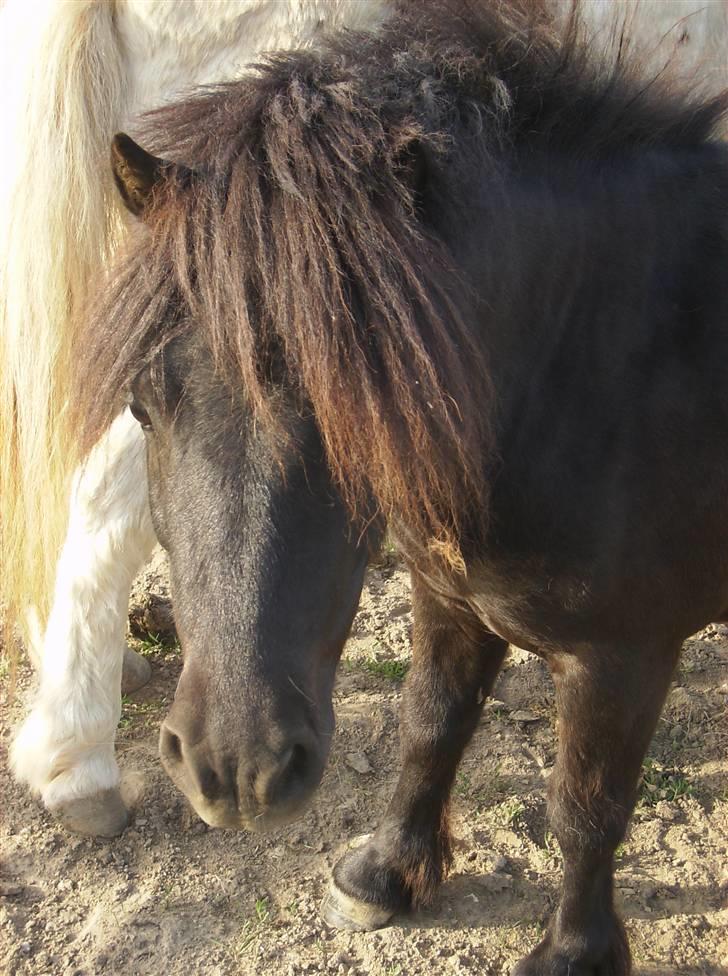 Shetlænder Jolly Jumper  billede 14