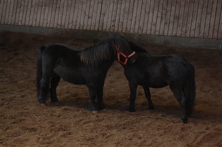 Shetlænder Jolly Jumper  billede 15