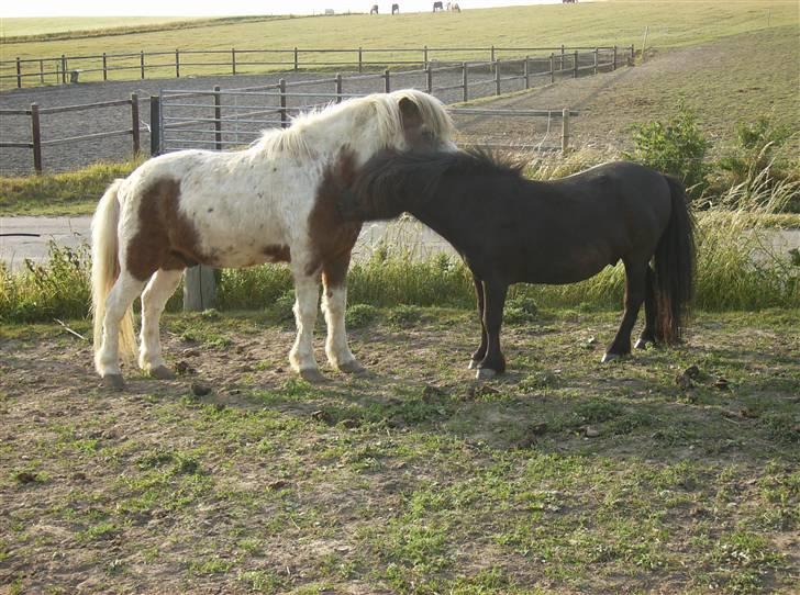 Shetlænder Jolly Jumper  billede 17
