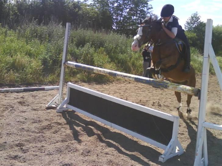 Welsh Pony (sec B) Fokus | B-pony | SOLGT! - til springtræning, hopper 105 cm billede 19