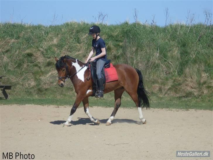 Anden særlig race Molly <'33 (gammel part) - trav igen :).  [Foto: MB photo :D] billede 16