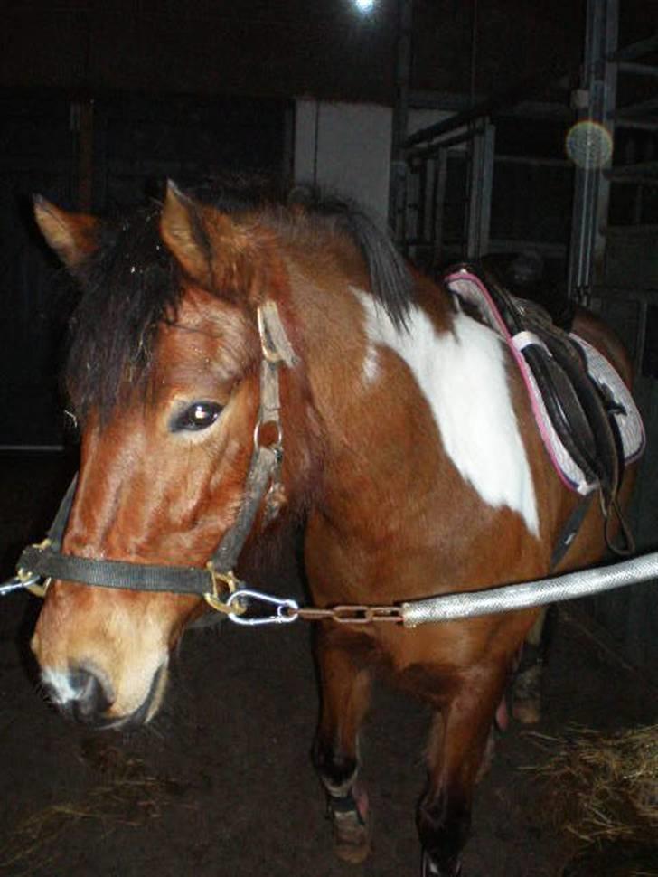 Anden særlig race Molly <'33 (gammel part) - Så kær<3 næsten lige da jeg havde fået hende.  [Foto: Anita :D] billede 17