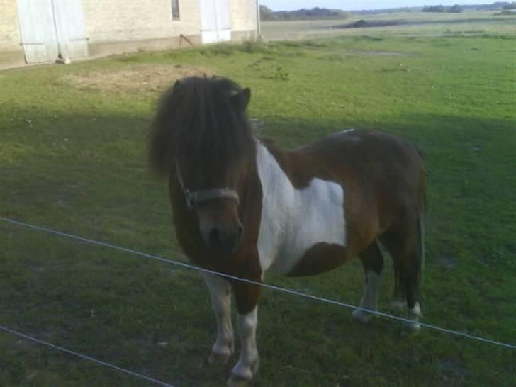 Shetlænder Prins'sleiber. SAVN. - Aller første gang jeg så dig, første dag jeg red dig. ii; - Du ser ham nu som jeg så ham. FANTASTISK. billede 1