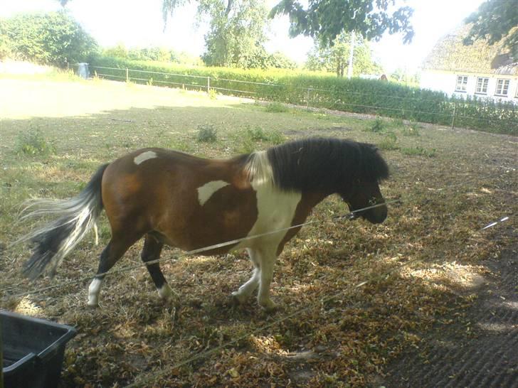 Shetlænder Prins'sleiber. SAVN. billede 2