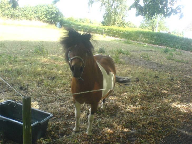 Shetlænder Prins'sleiber. SAVN. billede 3